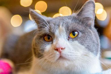 《三角战术》推出可替换艺术封面 需要30白金点数兑换